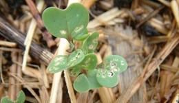 How to use oilseed rape sowing dates to reduce CSFB risks